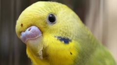 Jak nauczyć papugi do rozmowy